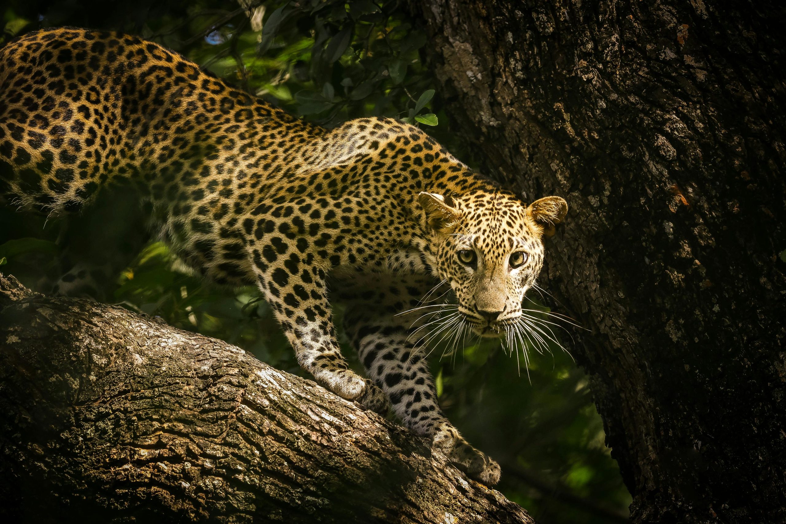 Explore ePath of the Leopards