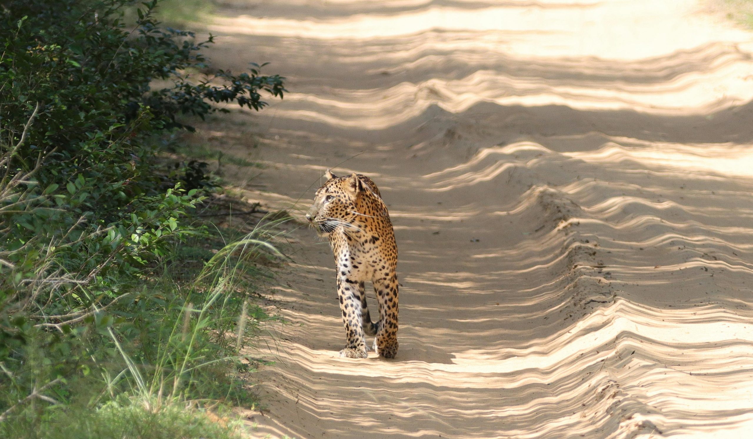 A leopard walking along a sunlit sandy trail in a forest setting, casting dynamic shadows.