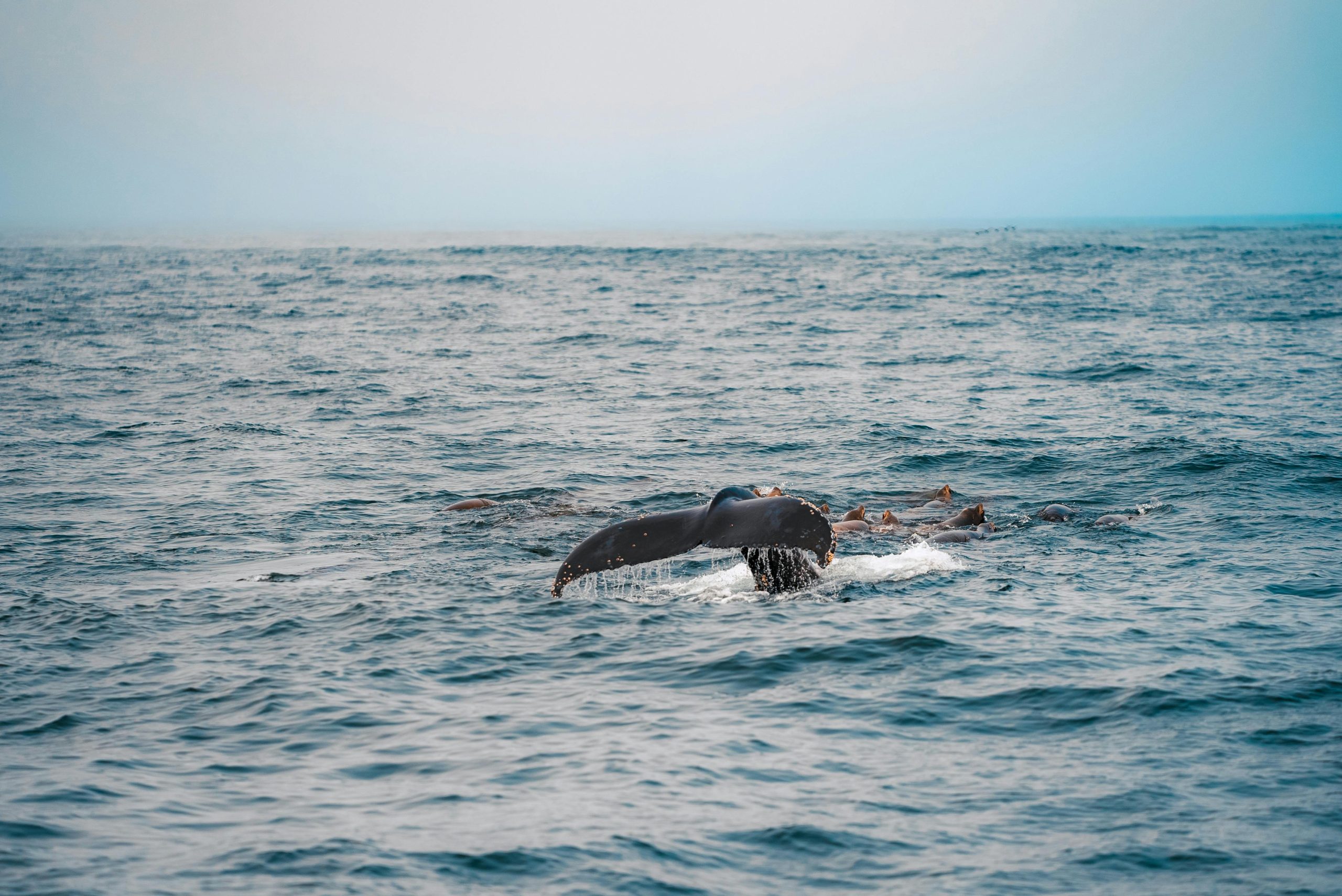 A majestic whale tail surfaces in the ocean near Santa Cruz, California.