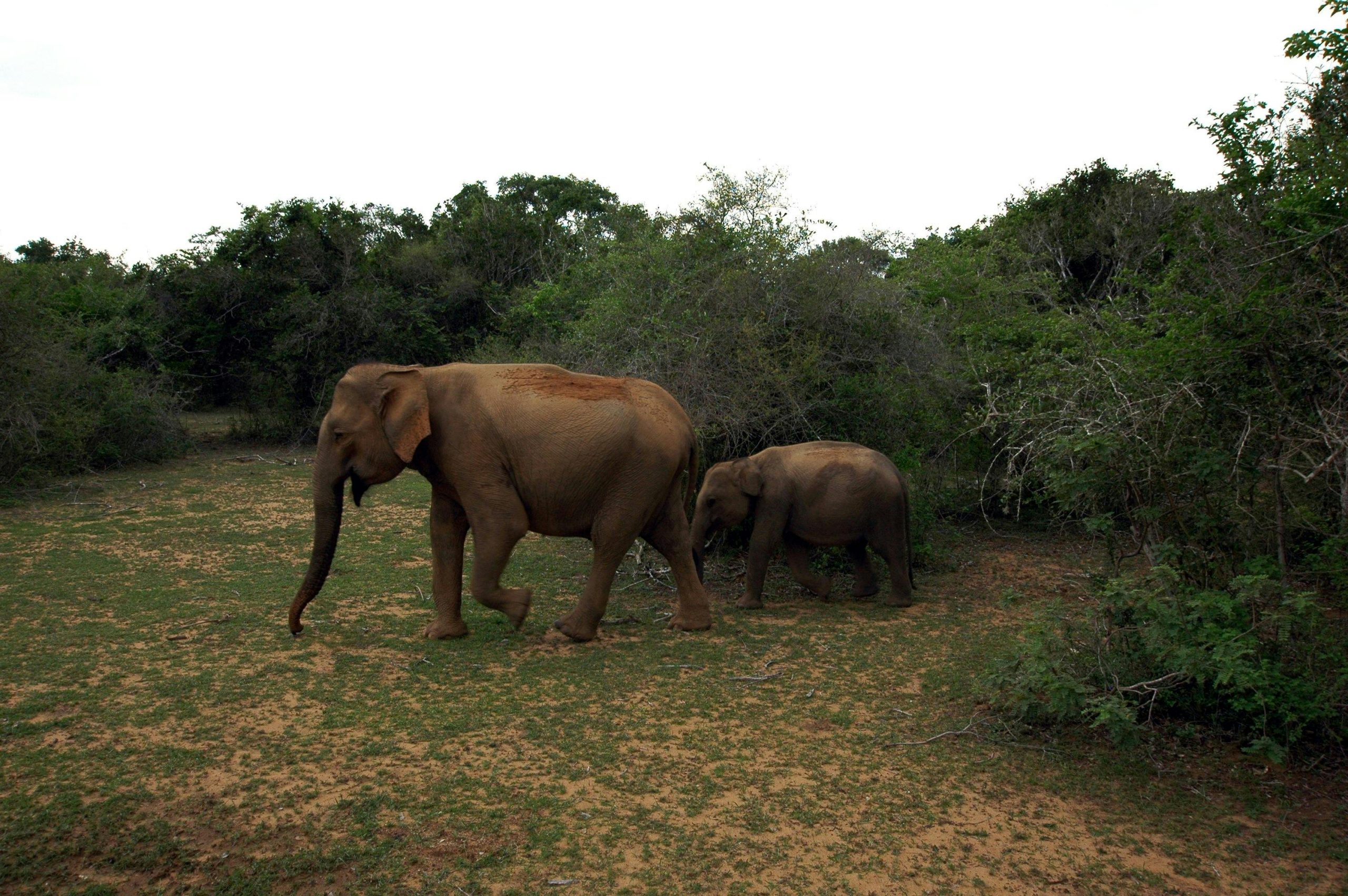 A majestic adult elephant with a calf walking through the lush forest of Sri Lanka.