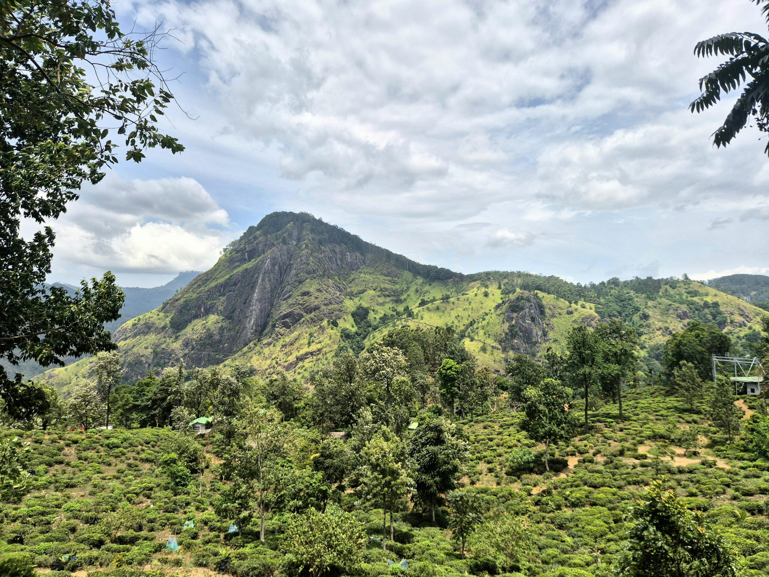 Lush green tea fields on a mountainous terrain under a partly cloudy sky.