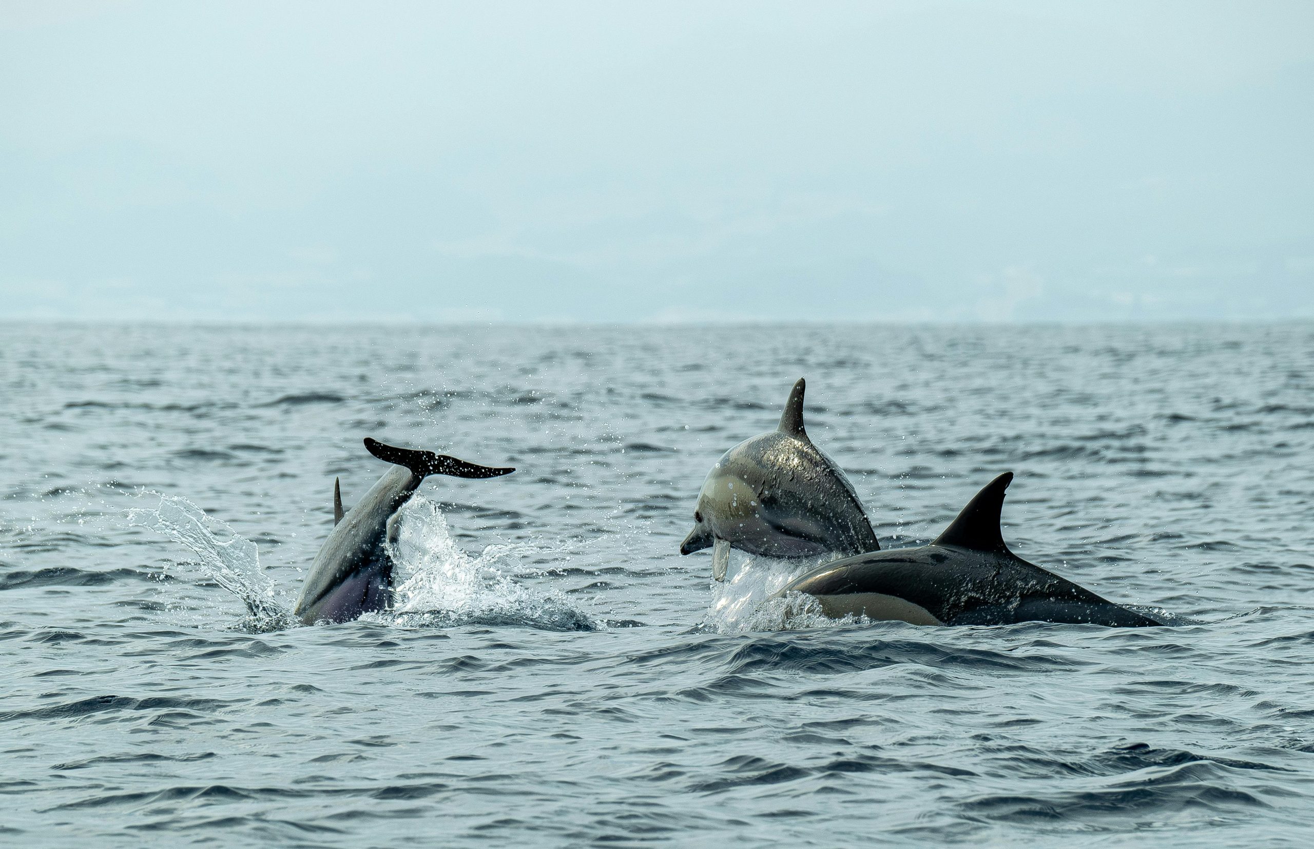 A captivating scene of playful dolphins jumping and swimming in the open sea.