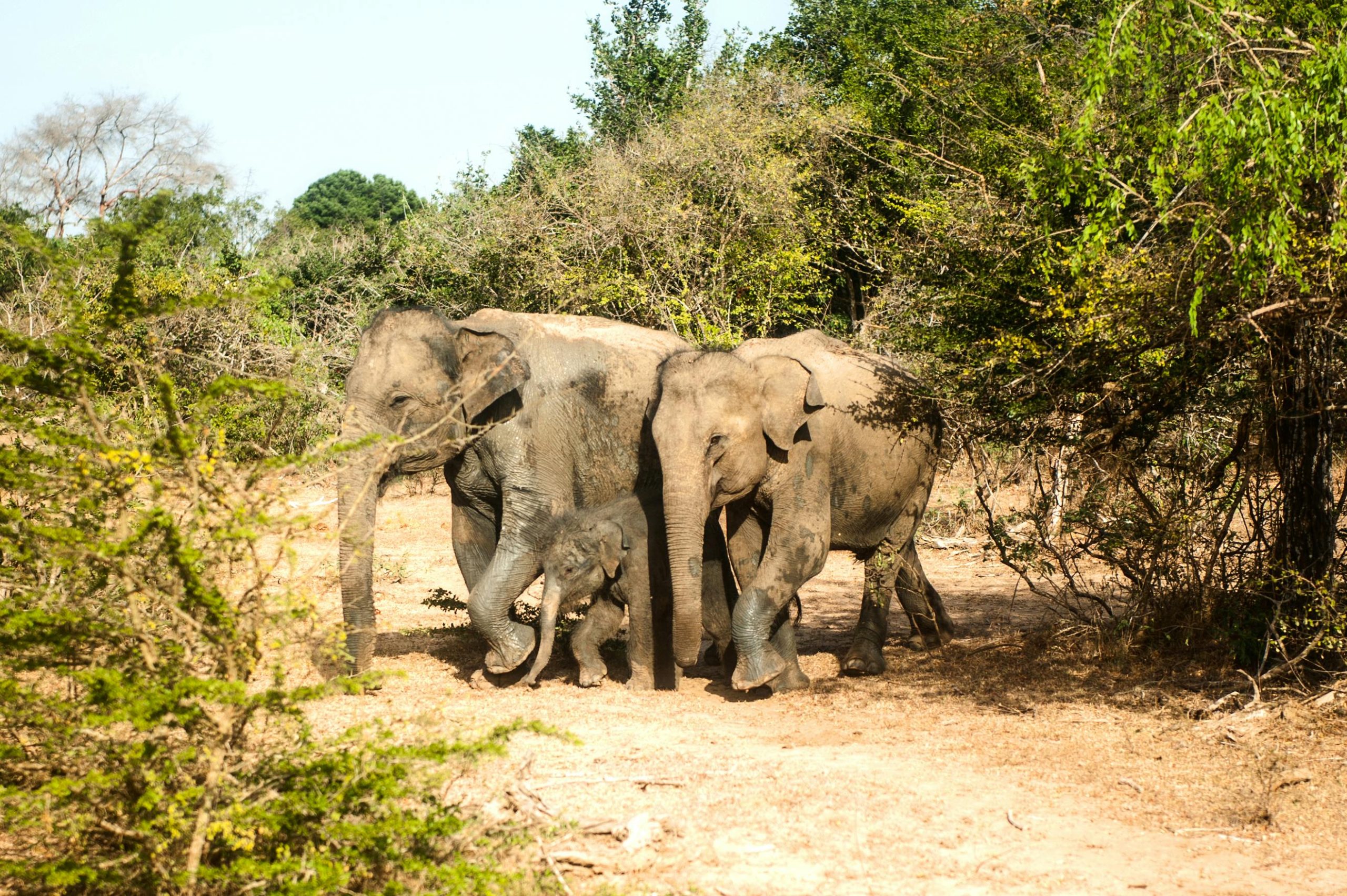 A family of Sri Lankan elephants walking through a dry forest, showcasing wildlife in its natural habitat.